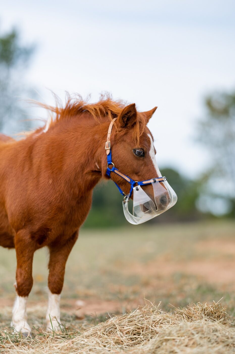 ThinLine Flexible Filly Slow Feed Grazing Muzzle | 2+ Cm Restricted Opening | Opaque Plastic Design