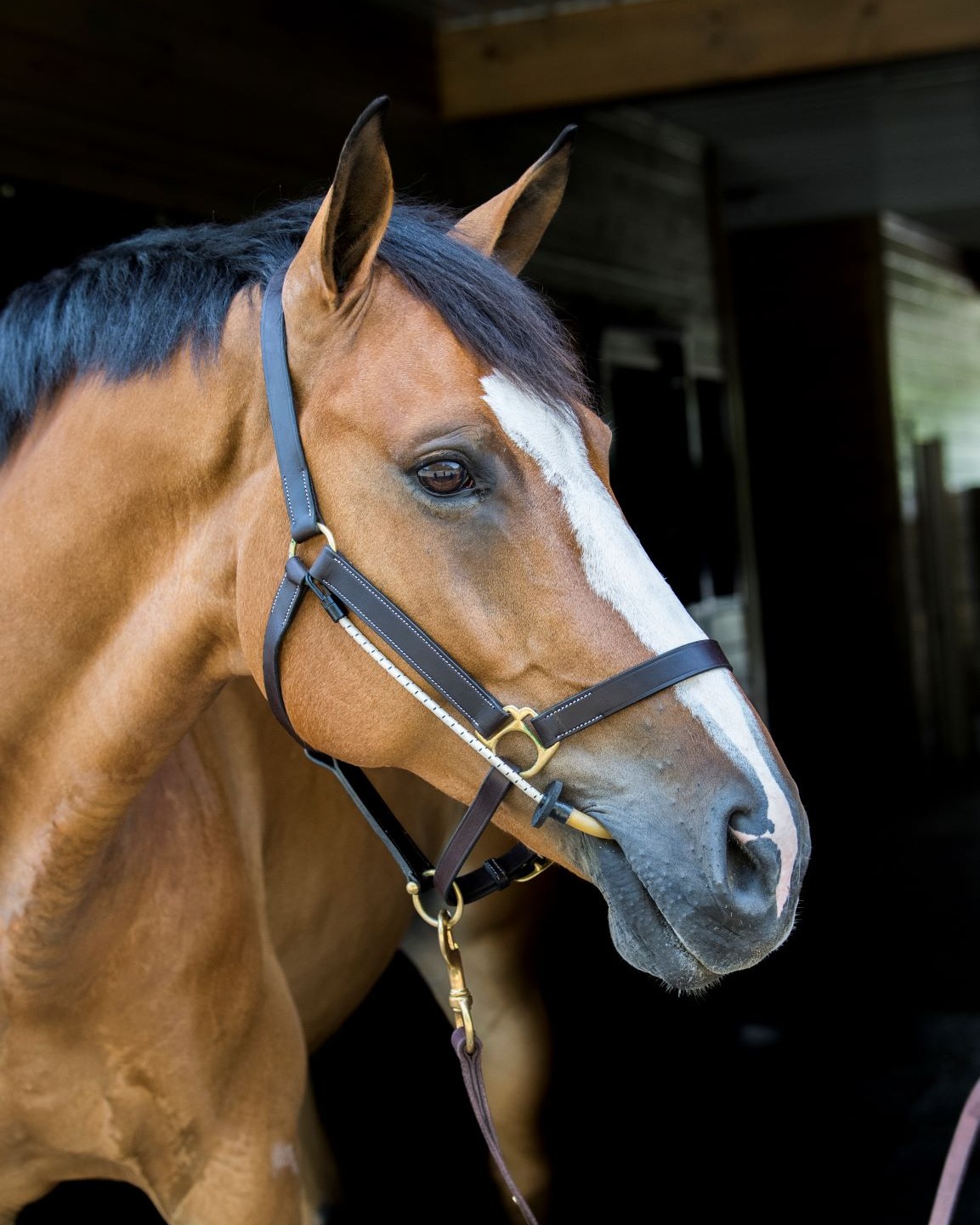 Busy Buddy 2 Busy Buddy - Image 2