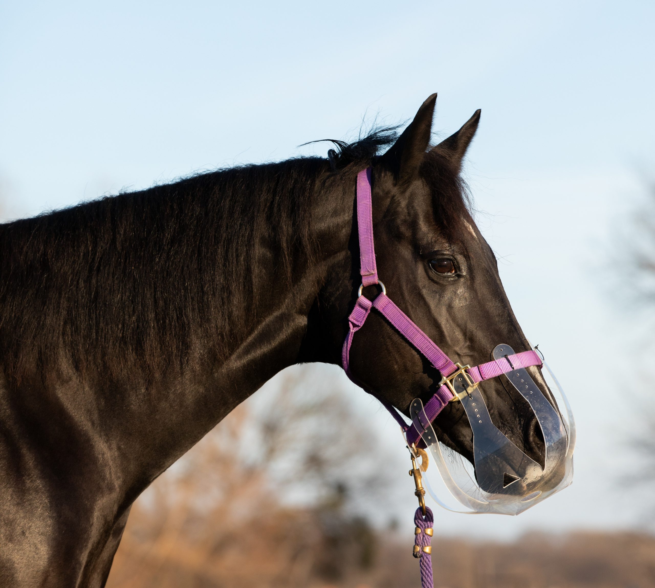 thinline flexible grazing muzzle